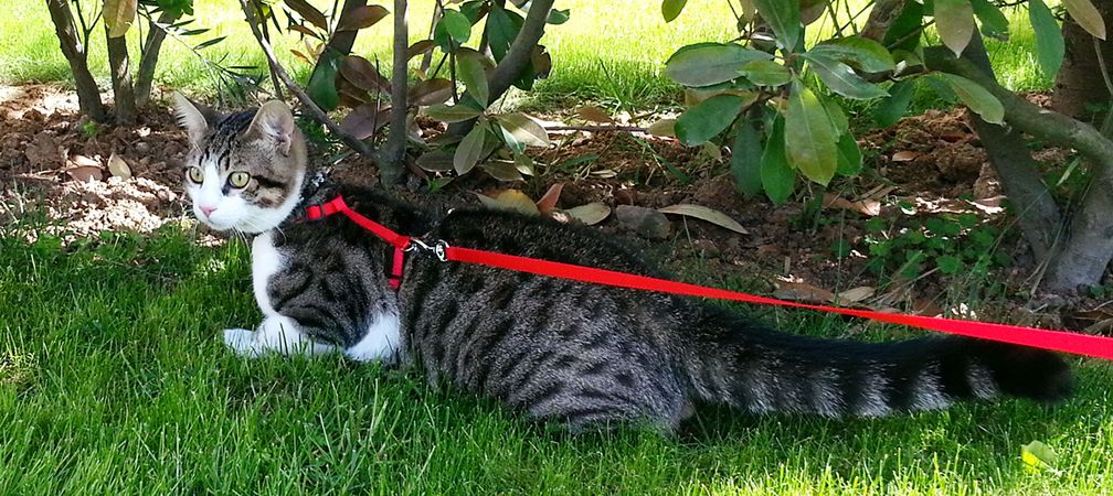 A cat outdoors on a leash