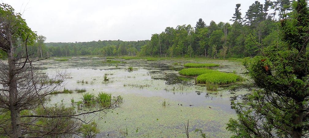» Help Support Our Nature Reserves This Giving Tuesday