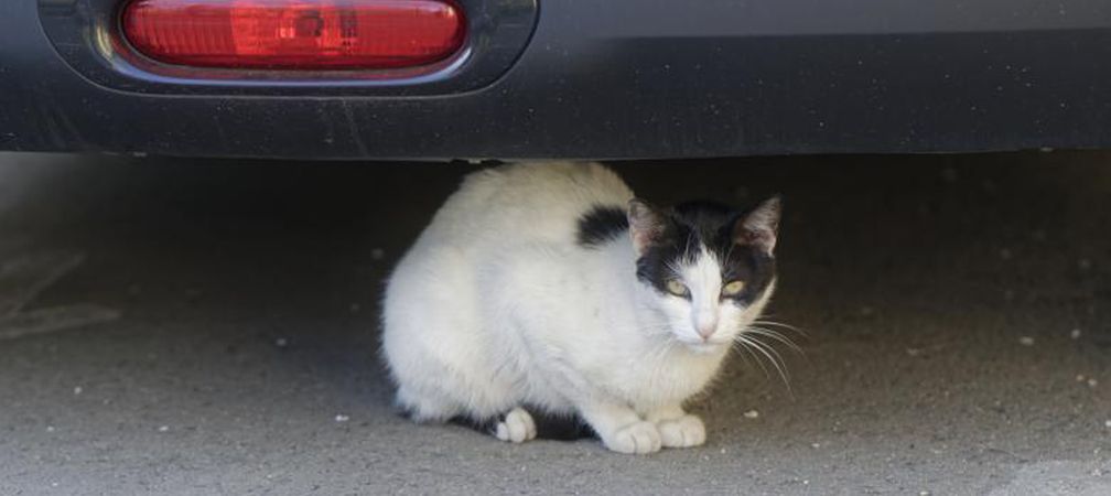 cat under a car