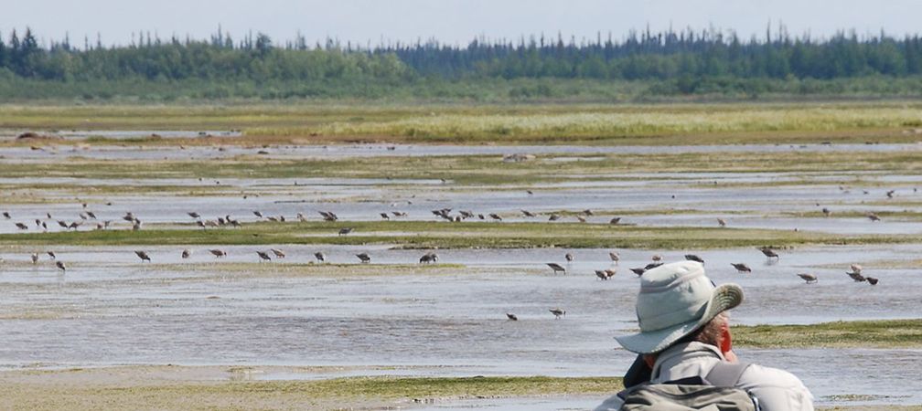 James Bay birdwatching, shorebirds, mudflats, far north, northern Ontario