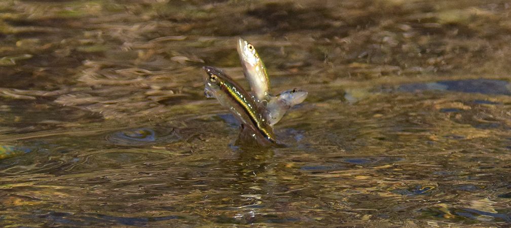 Redside dace, leaping from water in stream
