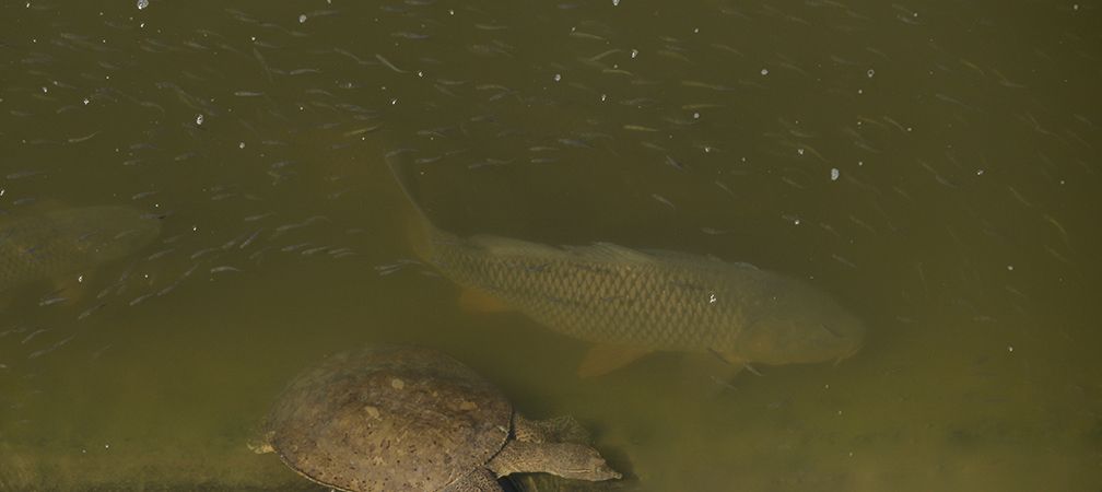 Grass carp (invasive) and eastern spiny softshell turtle (endangered species)