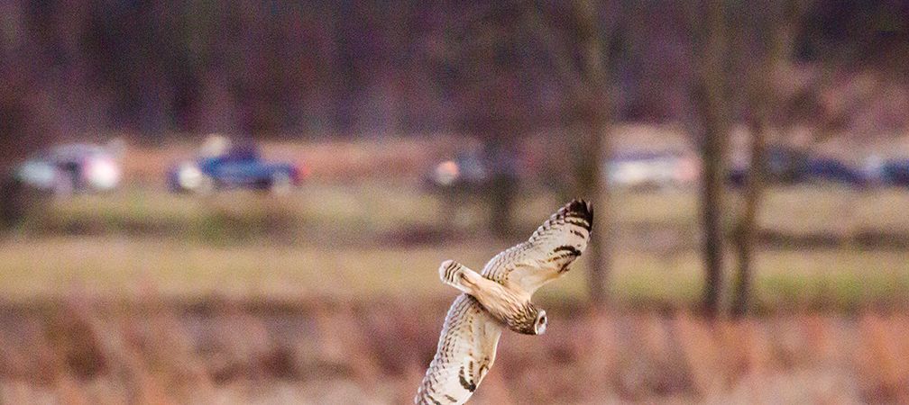 Short-eared owl encroached by roads, Threatened species