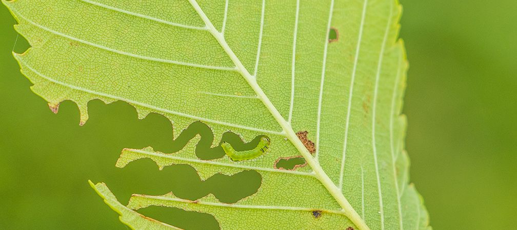 A larval elm zigzag sawfly can be seen in a distinctive feeding trace