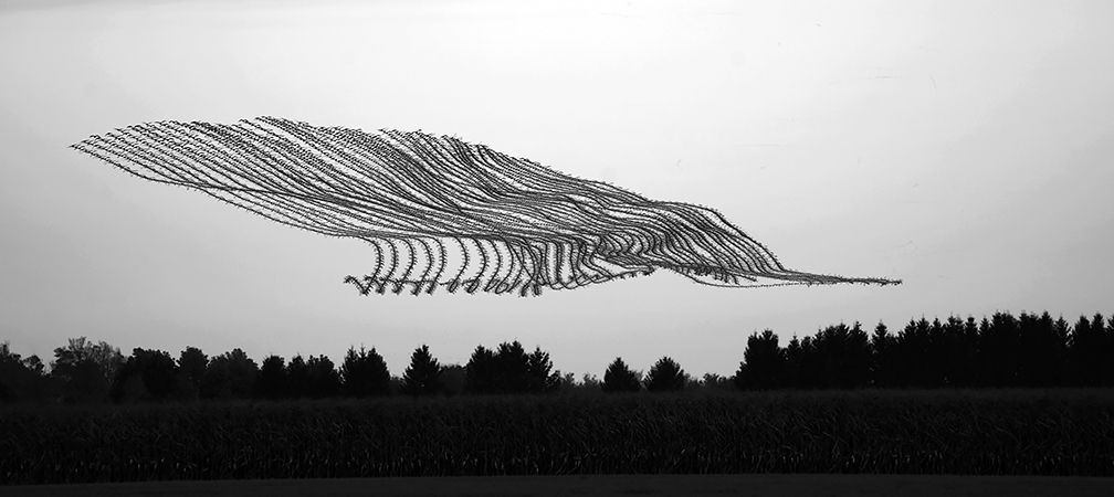 Abstract Bird Photography 03, bird flight patterns