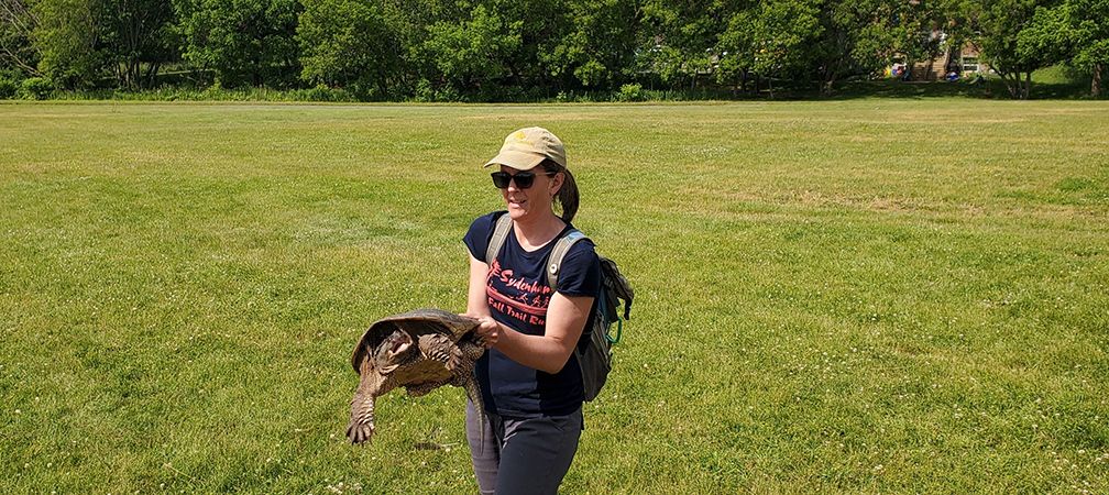 Lesley relocating snapping turtle to safety