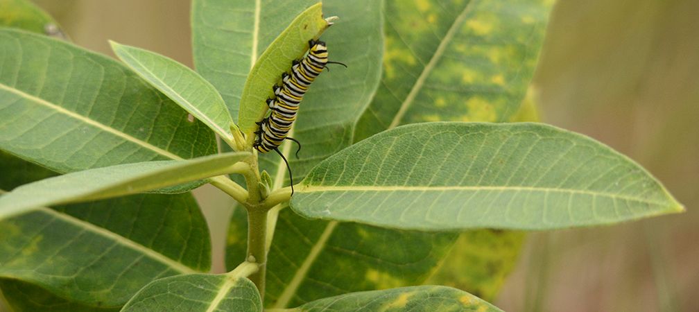 Monarch caterpillar and common milkweed, Rondeau Provincial Park