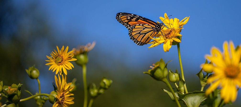 Monarch on cupplant