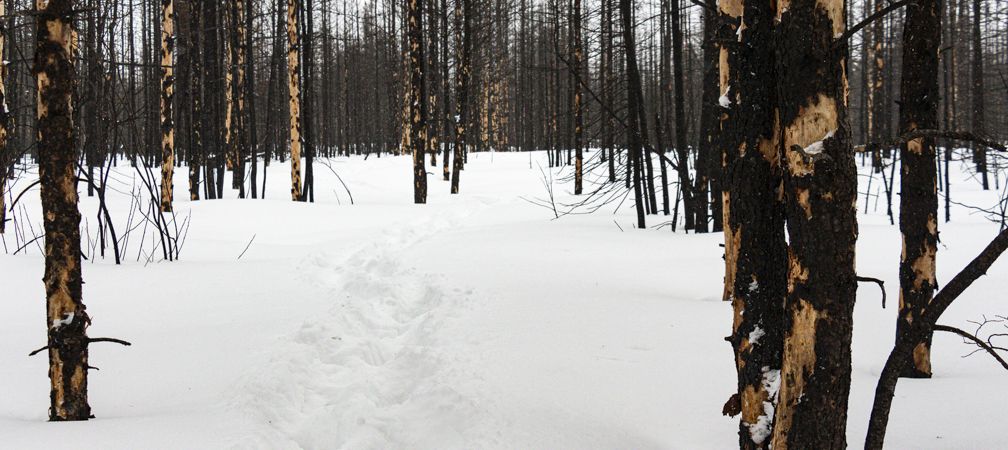 northern Ontario, Cochrane area, winter, snow, forest, post-burn, forest fire