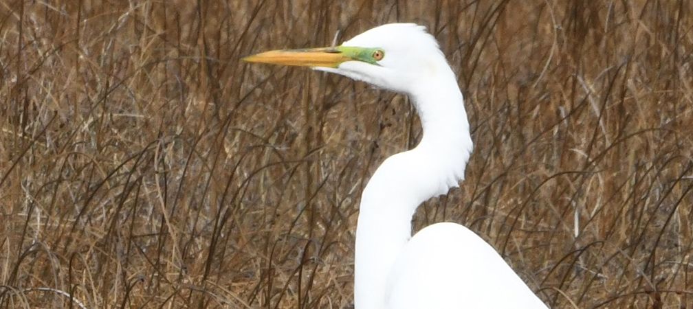 Great egret, Lorraine Brown Boardwalk, Oliphant, Lake Huron, Saugeen-Bruce Peninsula