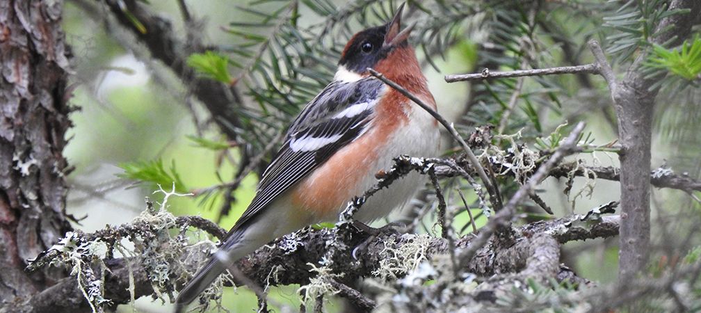 Bay-breasted warbler, bird watching, bird monitoring, community science