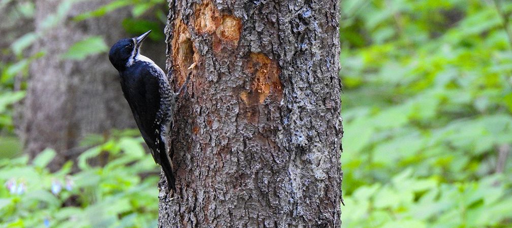 Black-backed woodpecker, boreal forest, northern Ontario