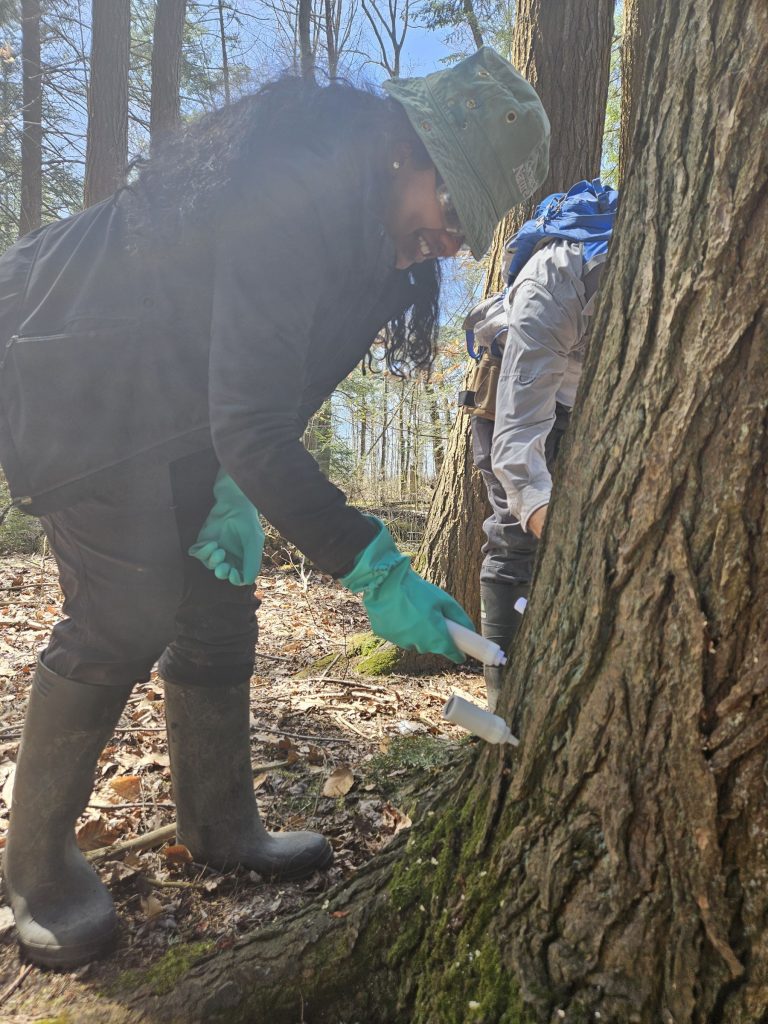 Ontario Nature staff treating Eastern Hemlock trees at Harold Mitchell Nature Reserve