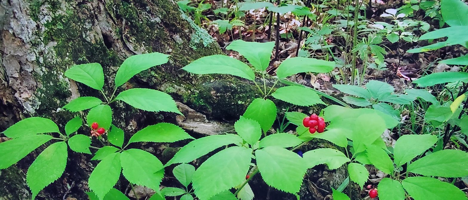 Ontario's Endangered Species Threatened, Again Ontario Nature