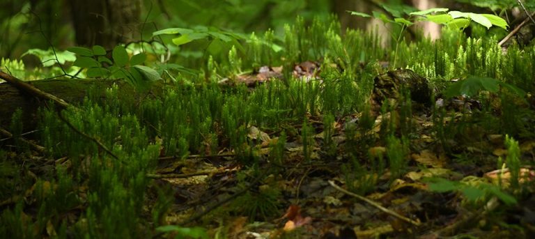 Sunlight shines on and brightens fascinating and wonderful stand of miniature tree-like club mosses at the Altberg Wildlife Sanctuary Nature Reserve in the Kawarthas