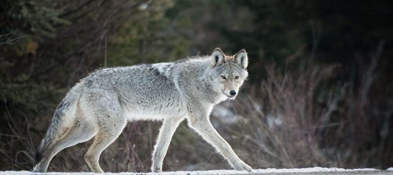 Algonquin's Big 5: Meet the Most Captivating Wildlife - Ontario Nature
