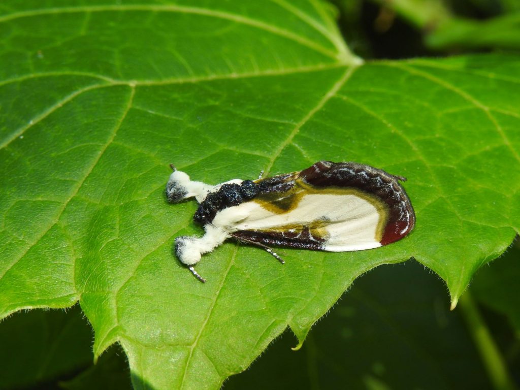 Beautiful Wood-nymph Moth, Eudryas grata
