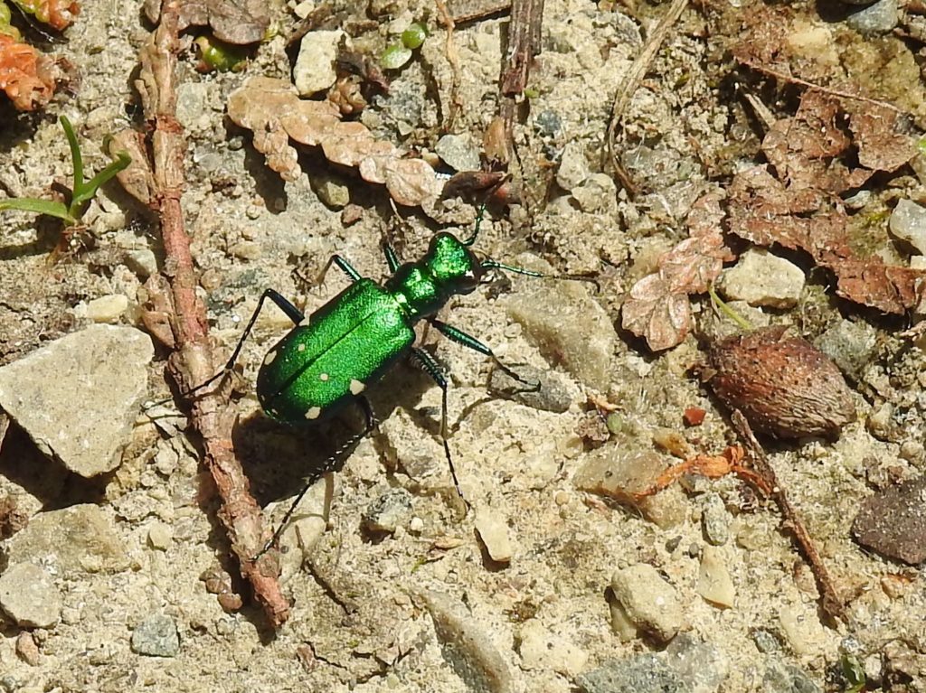 Six-spotted Tiger Beetle, Cicindela sexguttata