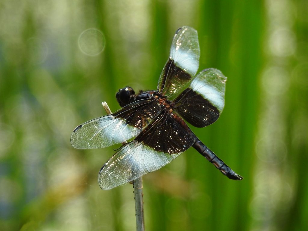 Widow Skimmer Dragonfly, Libellula luctuosa, male