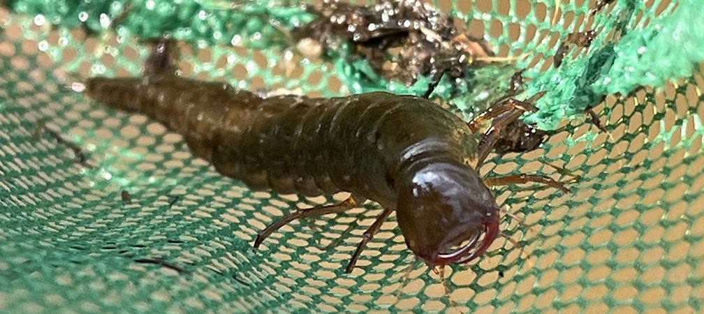 Harris' diving beetle larva, aquatic beetle