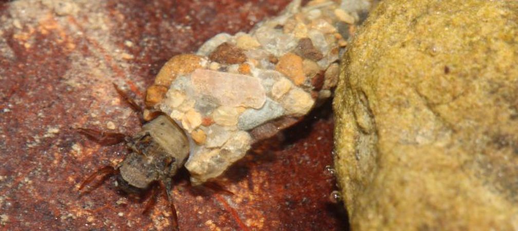 Caddisfly larva, benthic macroinvertebrate