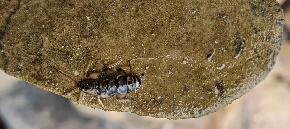 Stonefly larva, benthic invertebrate