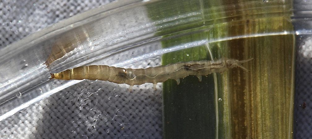 Crane fly larva