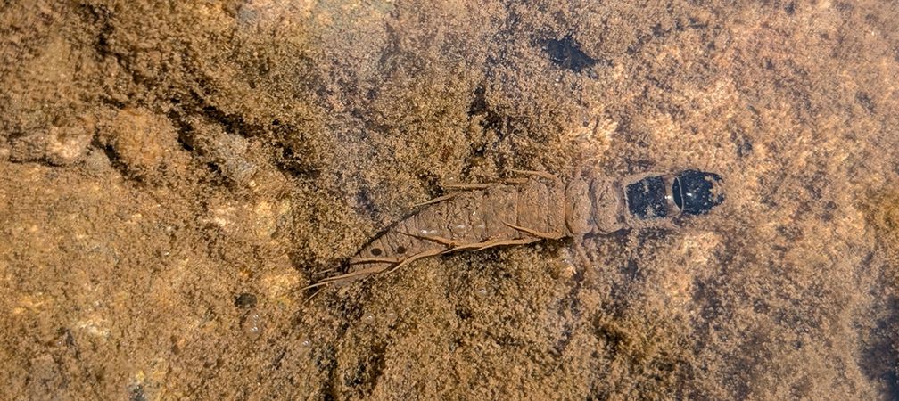 Fishfly larva