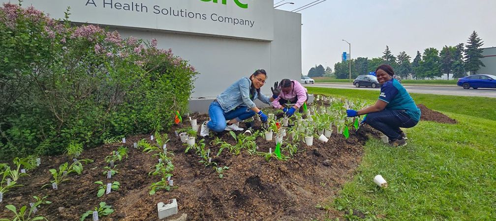 Volunteers planting native vegetation for wildlife and pollinators, Blooming Boulevards program, Mississauga