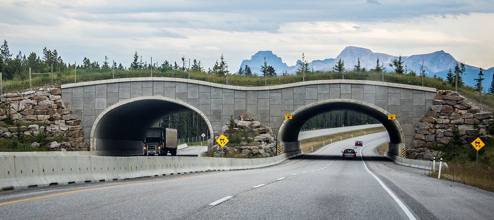 Banff-area wildlife passage, safe passage for wildlife over a highway, ecopassage, wildlife crossing, animal crossing, wildlife bridge over a highway