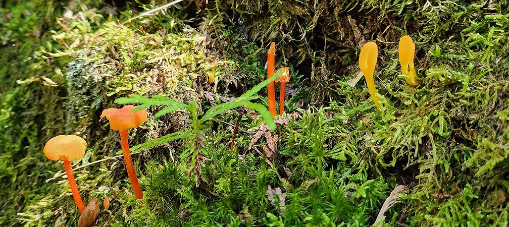 Goblet waxcap and yellow earthtongue fungi, Saugeen Bruce Peninsula, Sauble Dunes Nature Reserve