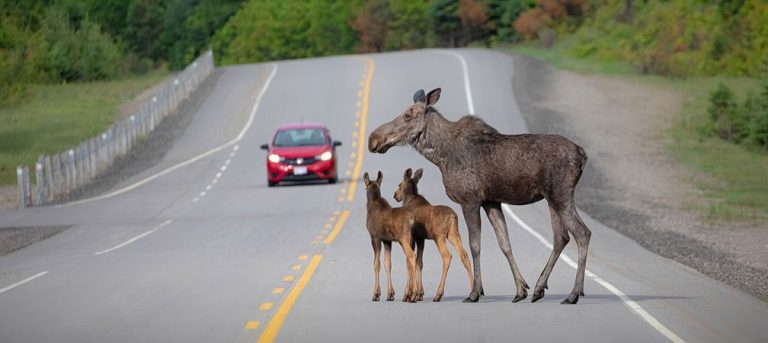 Three moose on a busy road in Algonquin Provincial Park navigating the challenges of potentially fatal wildlife collisions