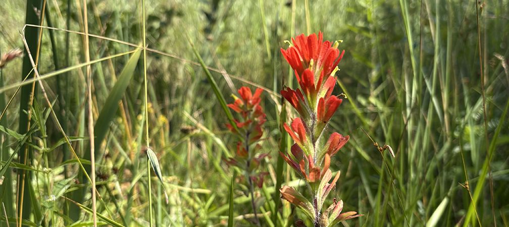 Scarlet paintbrush, red wildflower in wetland, Sauble Dunes Nature Reserve, Saugeen Bruce Peninsula