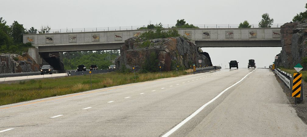 Sudbury-area wildlife passage, safe passage for wildlife over a highway, ecopassage, wildlife crossing, animal crossing, wildlife bridge over a highway