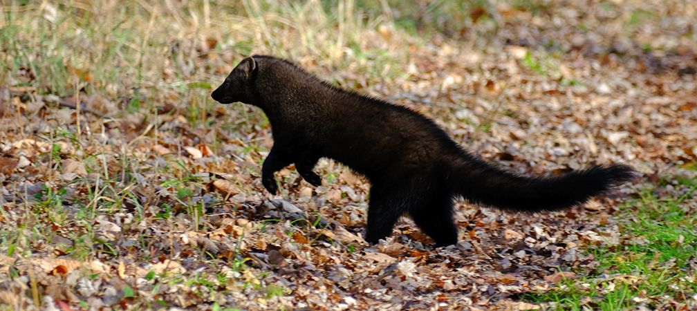 Some animals, like this fisher in the Frontenac Arch, need large areas of land to thrive