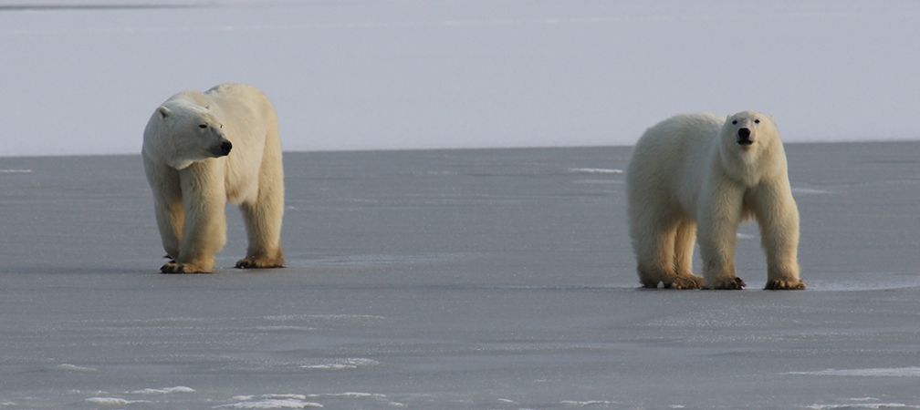 Polar bears and sea ice, Hudson Bay, species at risk, endangered species