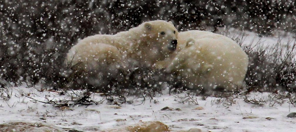 Polar bears bedding down, Hudson Bay, species at risk, endangered species