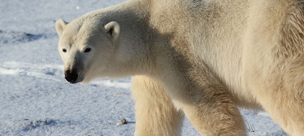Polar bear navigates the frozen shore of Hudson Bay in warm winter sunlight