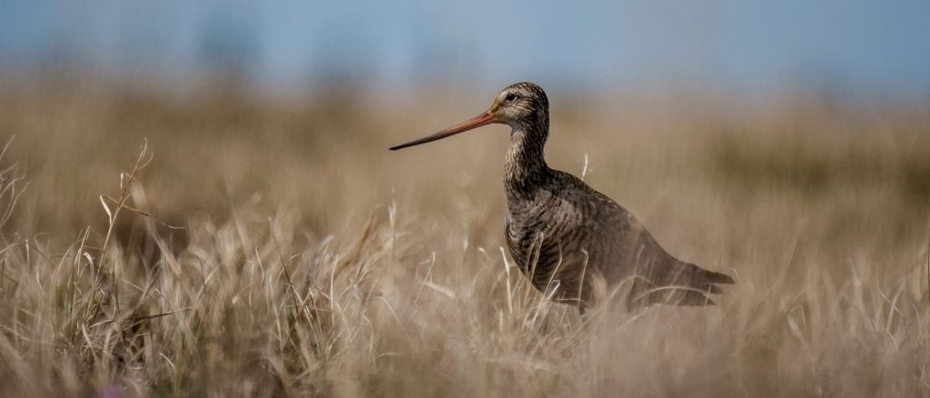 Hudsonian godwit, far north, shorebirds, biodiversity, sensitive area, permafrost region, Hudson Bay, James Bay
