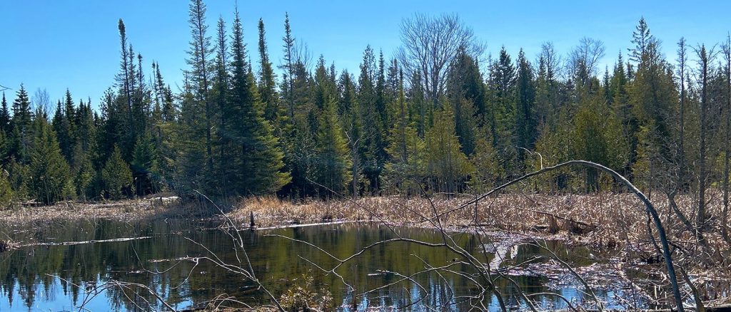 Sauble Dunes North marsh, spruce trees, coniferous forest, wetland, forest, Saugeen Peninsula, Saugeen Bruce Peninsula, Sauble River, Saugeen Ojibway traditional territory, nature reserve, protected area, natural systems