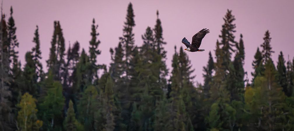 Eagle flying above the Attawapiskat River, northern Ontario, Attawapiskat First Nation