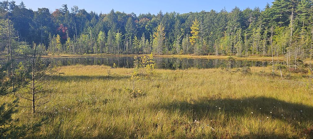 Fen, H.N. Crossley Nature Reserve, wetland, biodiversity, habitat, carbon sequestration, storm mitigation, watershed, healthy natural systems, ecological integrity