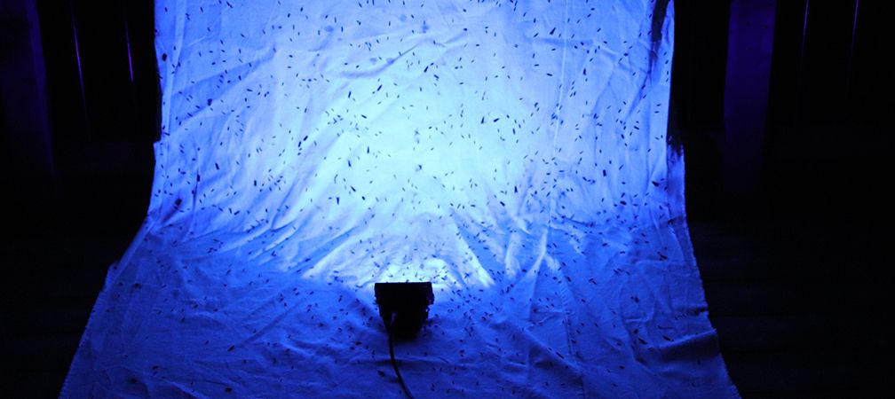 Moth light sheet, mothing, attracting moths, wildlife studies, observing wildlife, backyard wildlife, rural wildlife, nocturnal wildlife, pollinators, wildlife observation method