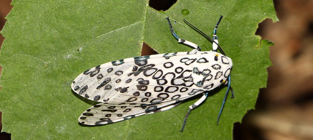 Giant leopard moth, Hypercompe scribonia, Gananoque Lake Nature Reserve, Eastern Ontario, Frontenac Arch