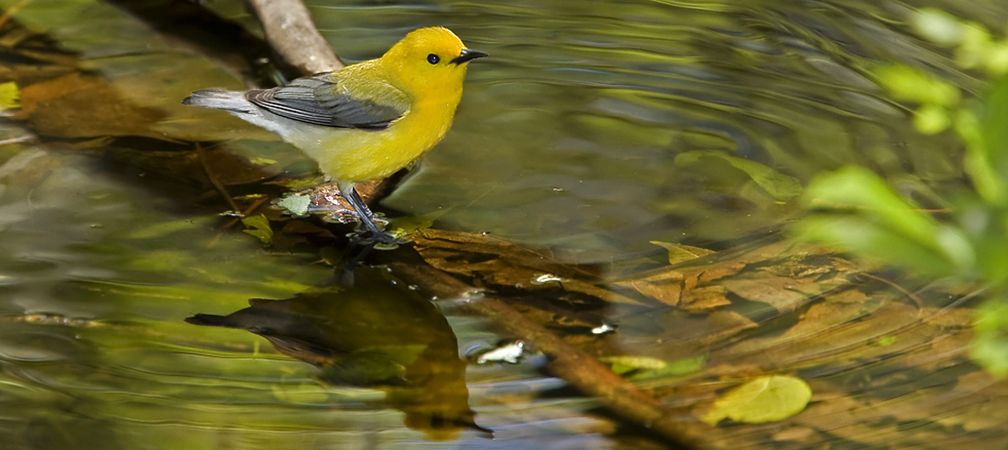 Prothonotary warbler, Endangered species, species at risk in Ontario, population declines, fewer of these birds, habitat loss, habitat degradation, negative human impacts, biodiversity loss, insectivore loss