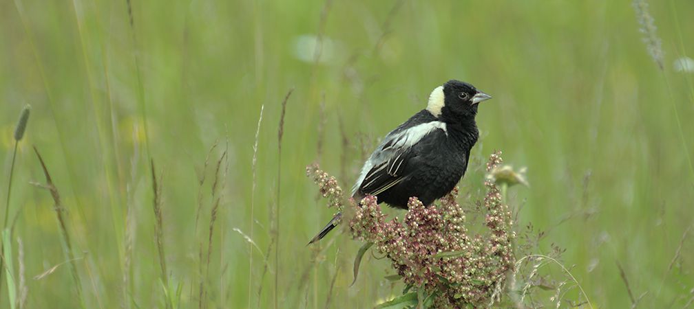 Bobolink, Threatened, Species at Risk, Species at Risk in Ontario