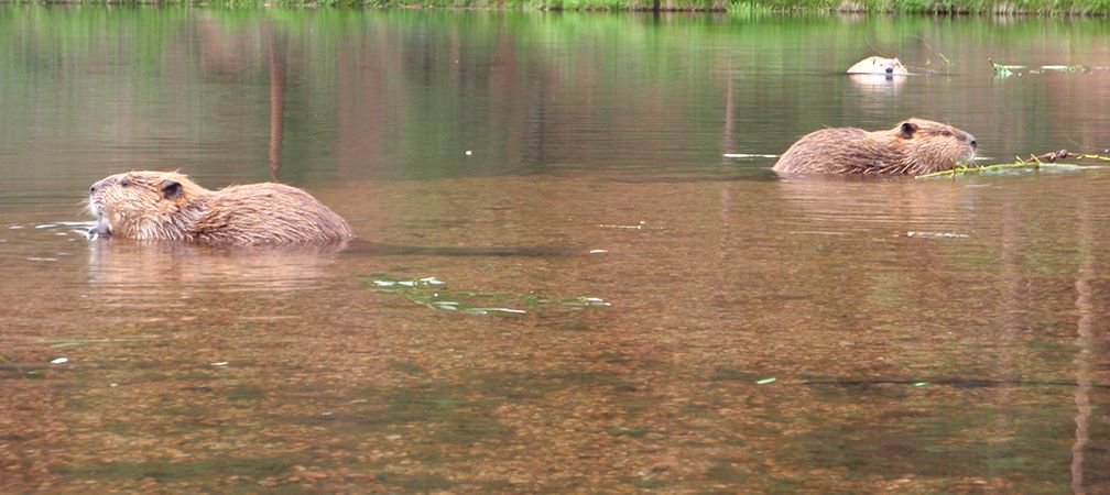 Beaver family feeding on vegetation, three beavers in the wild, wetland builders, ecosystem enhancers, biodiversity