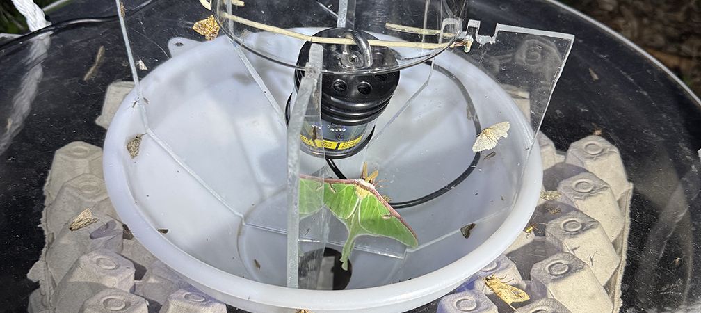 Moth trap, Sydenham River Nature Reserve, biodiversity, pollinator, insects, Carolinian, southwestern Ontario, luna moth