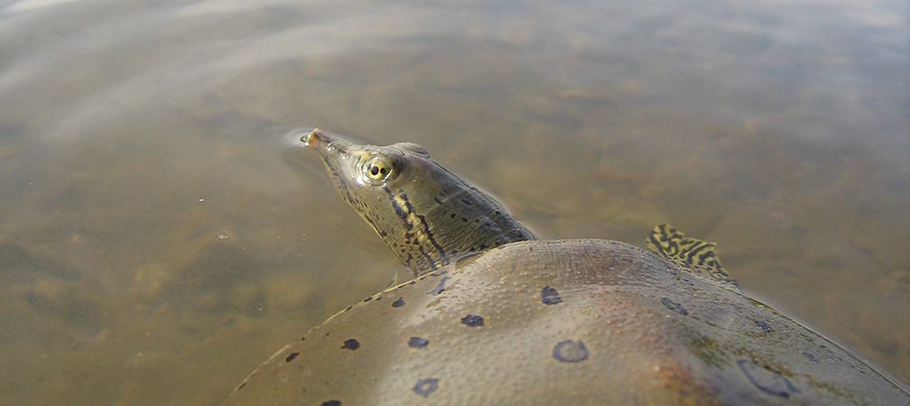 Eastern spiny softshell turtles, Endangered, Species at Risk