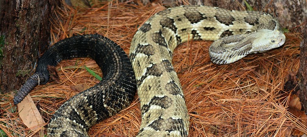 Timber rattlesnake, extirpated from Ontario,